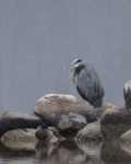 Great Blue Heron in winter
