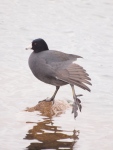 An American Coot