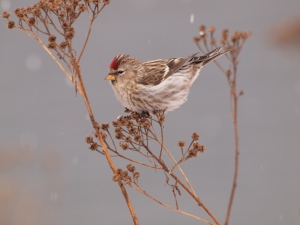 A Common Redpoll Feeding on Tansy Seeds