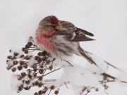 A Common Redpoll Feeding on Tansy Seeds