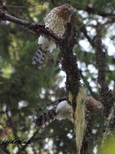 Two fledgling Cooper's Hawks