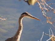 closeup of a Great Blue Heron