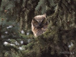 Young Great Horned Owl