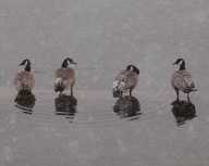 Canada Geese waiting for spring.