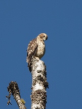 Broad-winged Hawk fledgling