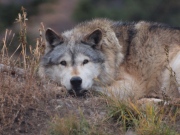 A captive grey wolf