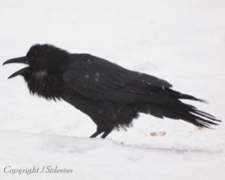 Raven calling