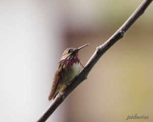 Calliope Hummingbird Male