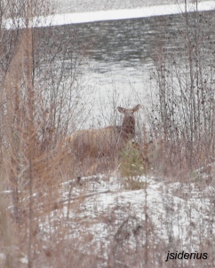 Elk Cow hiding in the brush