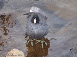 American Coot face on