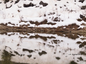 Snowy Patch Reflection