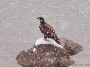 A Young Bald Eagle in the snow