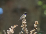 Black-chinned Male