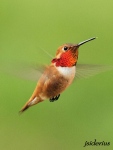Hovering Rufous Hummingbird