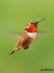 Rufous Hummingbird male
