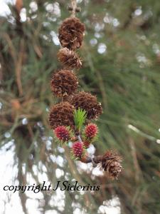 Young Larch leaves and cones.