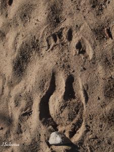 The track of a stotting mule deer