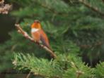 Rufous Hummingbird: Lookout