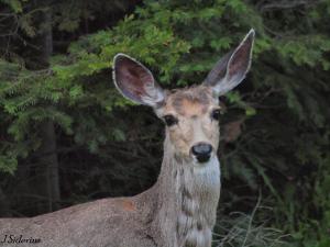 Mule deer have very large ears
