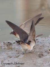 Cliff Swallows gathering mud. A photo from last year.