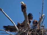 Adult Bald Eagle at the nest with 2 young