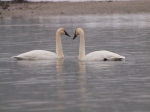 Two Trumpeter Swans