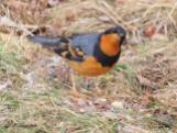 A male Varied Thrush visiting my feeder