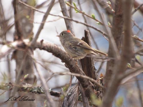 Singing Ruby-crowned Kinglet singing and showing off his red topnot
