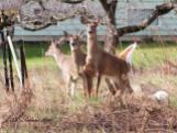 White-tailed Deer bucks in spring