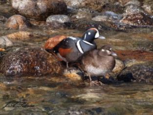 A pair of Harlequin ducks spotted at Kokanee Creek in the spring of 2014.