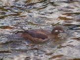 Harlequin Duck female at Kokanee Creek