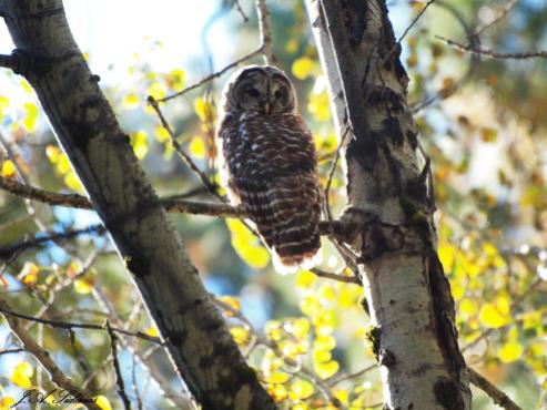 First sight of a Barred Owl
