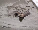 Coming to investigate. Two Otters