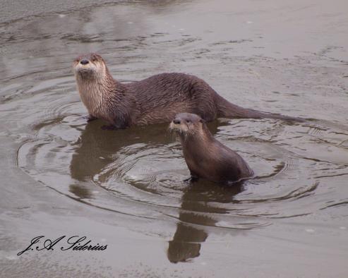 Curious Otters