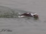 Long-tailed Duck Male chasing another male