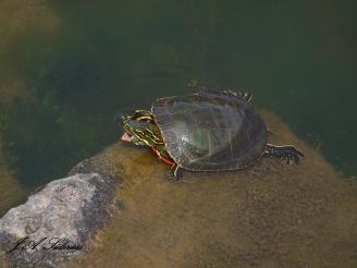 A Painted Turtle returns to its basking rock.