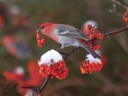Pine Grosbeak: Red bird, Red berries, White snow