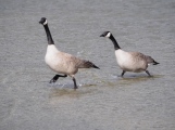Hurrying to head off another goose pair