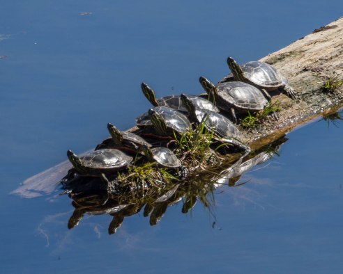 Painted Turtles Sunning at Taghum