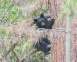 Black Bear Cub "just hanging around"
