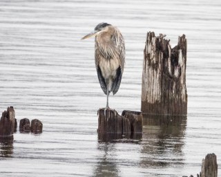 A Winter Great Blue Heron on the Nelson Waterfront